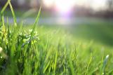 Jak zadbać o trawnik na wiosnę?